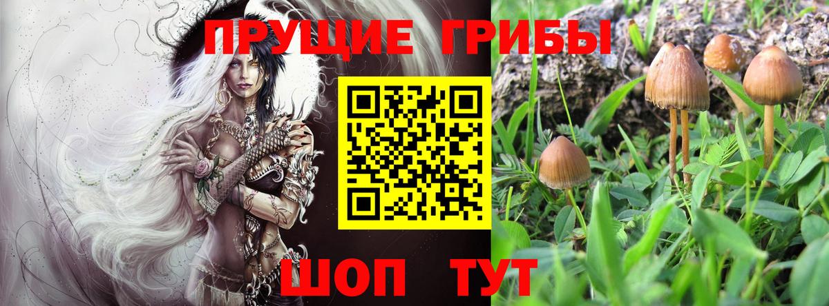 Псилоцибиновые грибы GOLDEN TEACHER Баксан